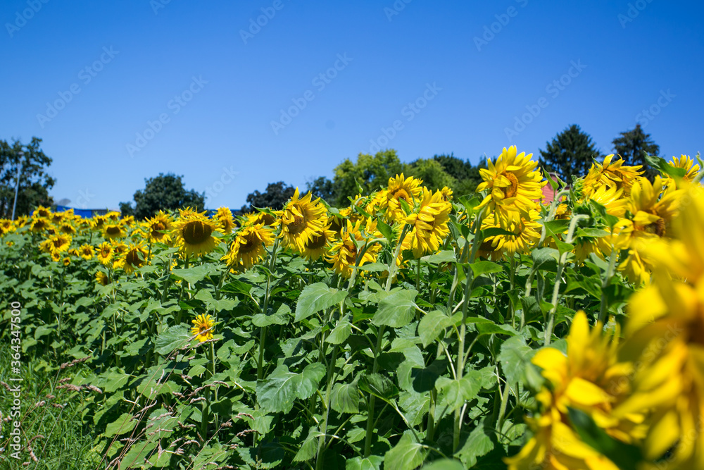 Obraz premium It brings joy to see sunflower field by the road; photos with yellow energy on the sunflower field