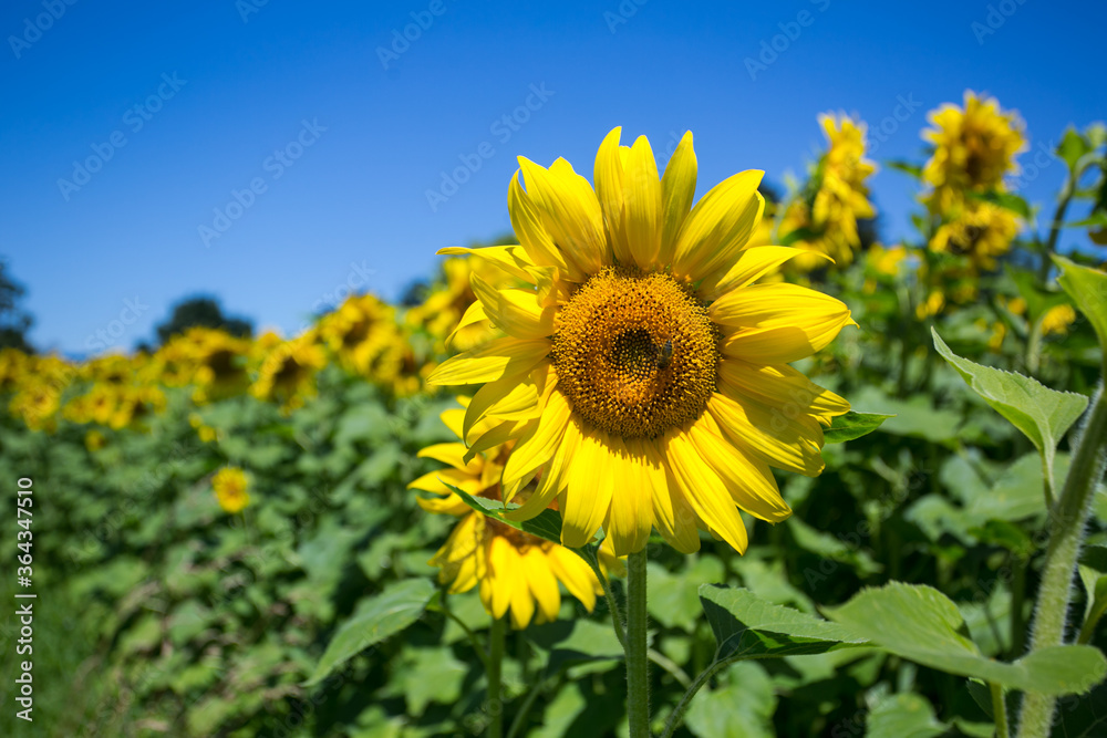 It brings joy to see sunflower field by the road; photos with yellow energy on the sunflower field