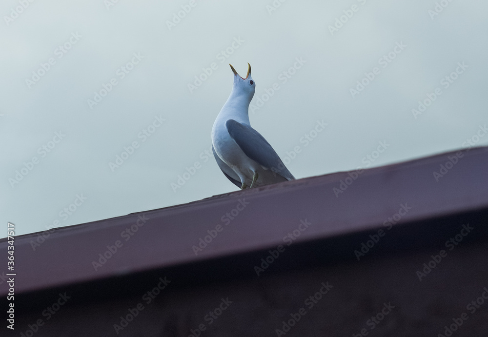 Seagull screaming in the air.