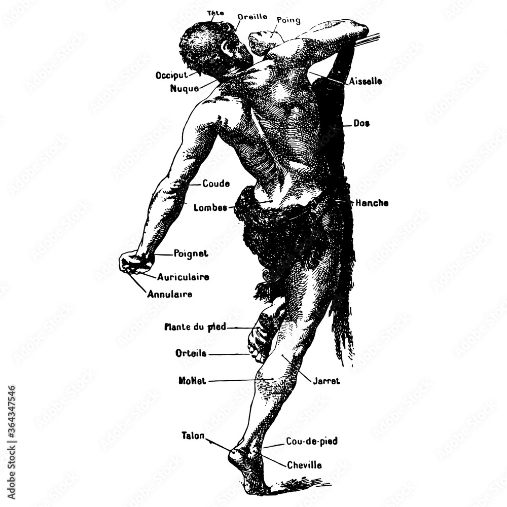 Vintage Engraving Of A Male Body Medical Graphic Stock Vector Adobe Stock