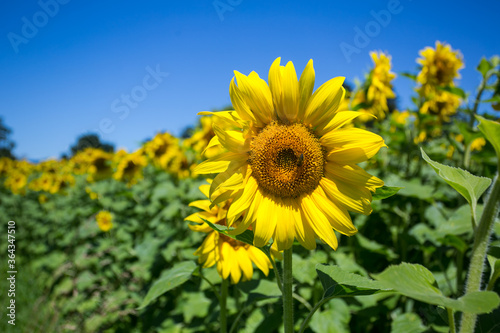 It brings joy to see sunflower field by the road  photos with yellow energy on the sunflower field
