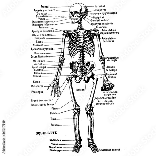 Vintage engraving of a male body medical graphic