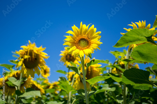 It brings joy to see sunflower field by the road  photos with yellow energy on the sunflower field