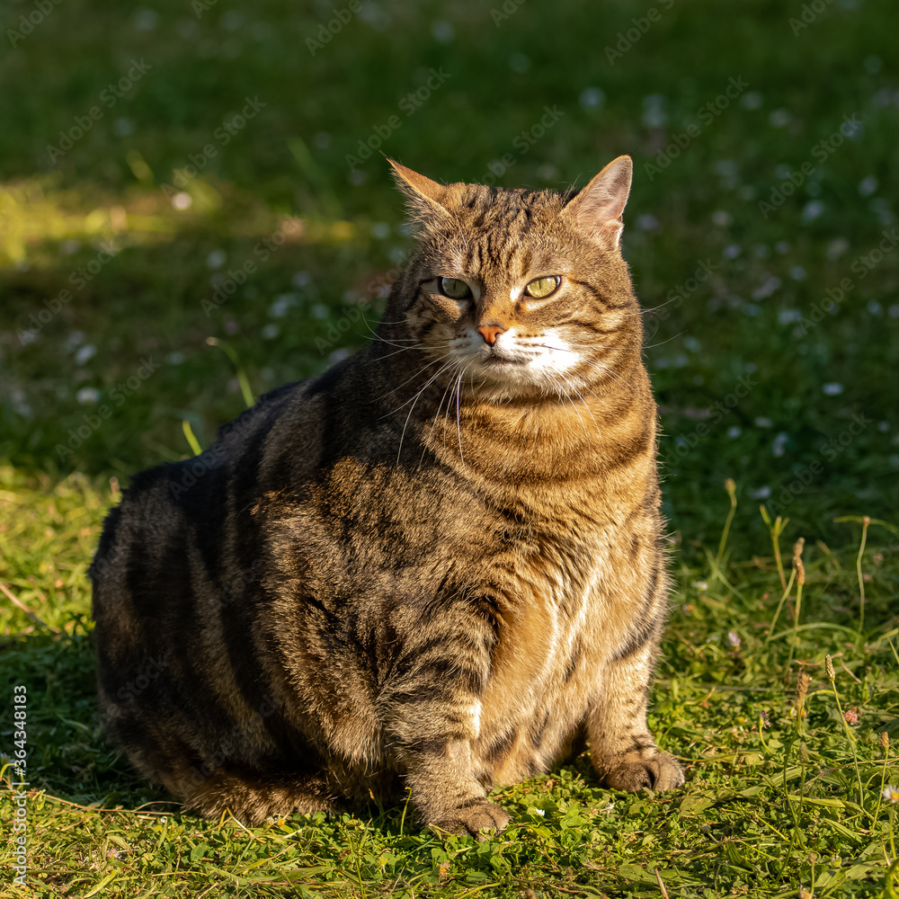 A fat cat standing in the garden, funny animal

