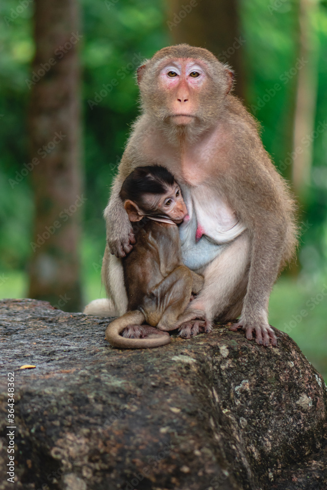 A Portrait of cute mother Monkey show love for her baby and showing emotions take care of her kid on the big stone in the green forest and the trees background.