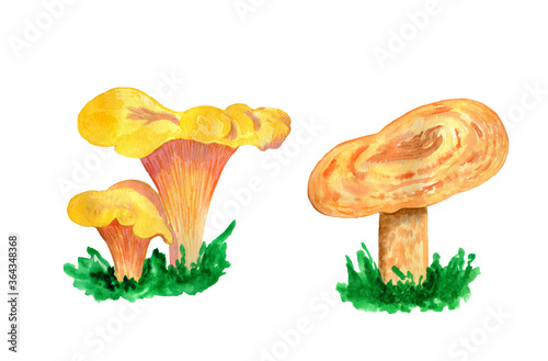 Yellow edible mushroom in grass on a white background
