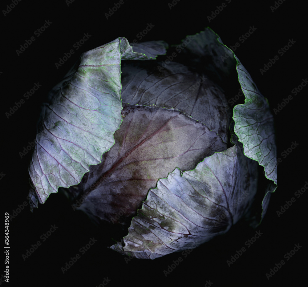 Fototapeta premium Close-up of purple cabbage studio shot