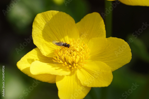 Female hoverfly Melanostoma scalare of family Syrphidae on a flower of marsh-marigold or kingcup (Caltha palustris) of the buttercup family (Ranunculaceae). Spring, Bergen, Netherlands April 12, 2020.