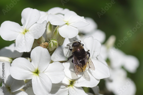 Narcissus fly, Greater bulb fly (Merodon equestris) of the family hoverflies (Syrphidae) on flowers of dame's rocket (Hesperis matronalis) of the family Brassicaceae. In spring in a Dutch garden. 