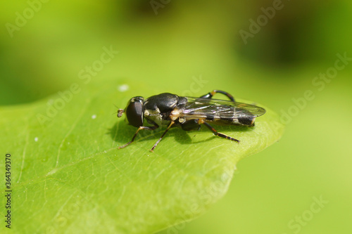 Thick-legged hoverfly (Syritta pipiens) of family Syrphidae on a leaf of an oak in spring in a Dutch garden, May 8, 2020. 