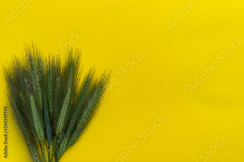 Bunch of wild green grass with spikelets in the lower left corner of yellow background. Wild grass. Flat lay. Background, postcard, banner, copy space, close up, top view