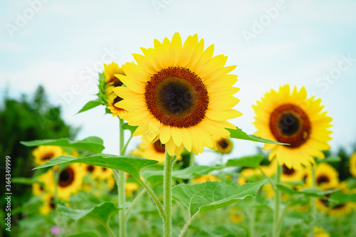 Sunflower field at Guanyin District, Taoyuan, Taiwan during the summer season.