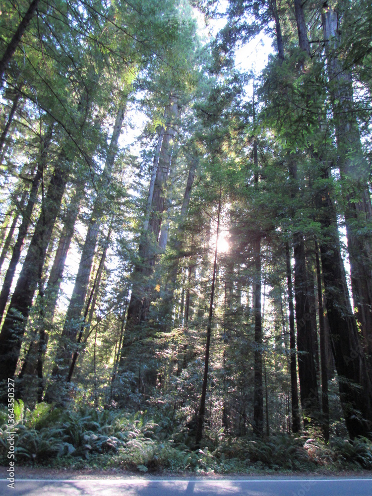 Obraz premium Humboldt Redwoods State Park