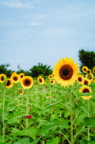 Sunflower field at Guanyin District  Taoyuan  Taiwan during the summer season.