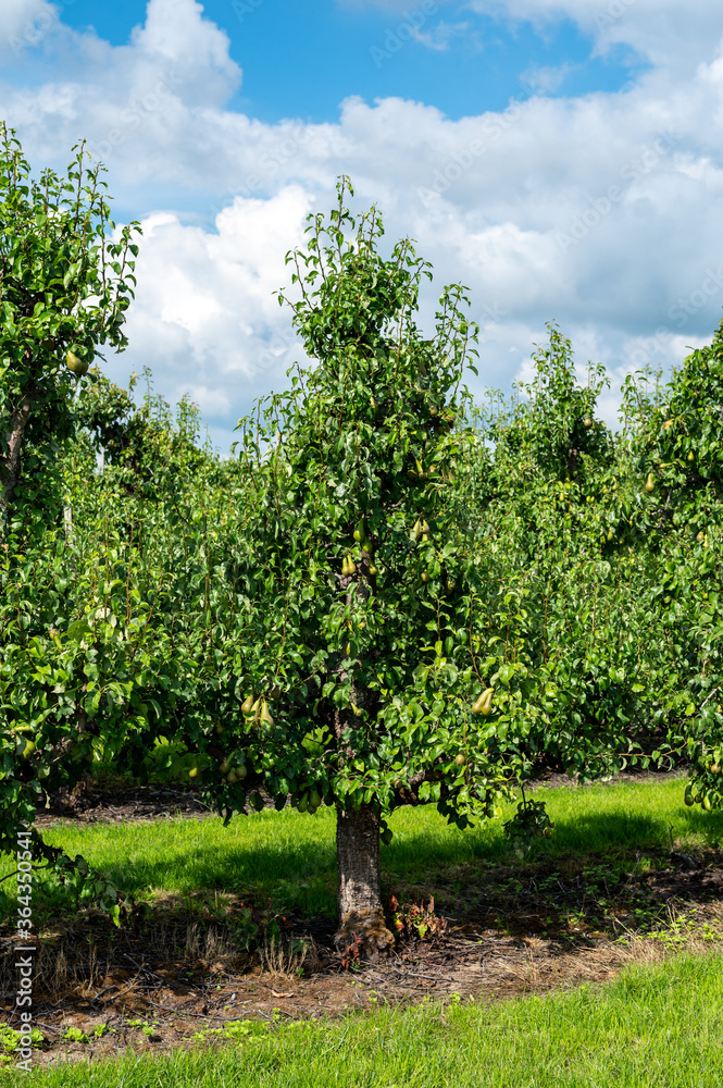 Green organic orchards with rows of conference pear trees with ripening fruits in summer