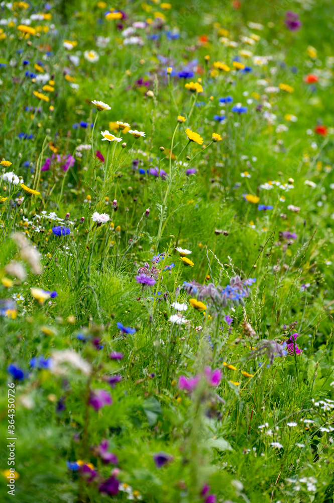Colorful blossom of wild flowers on summer meadows, organic honey production Colorful blossom of wild flowers on summer meadows, organic honey production