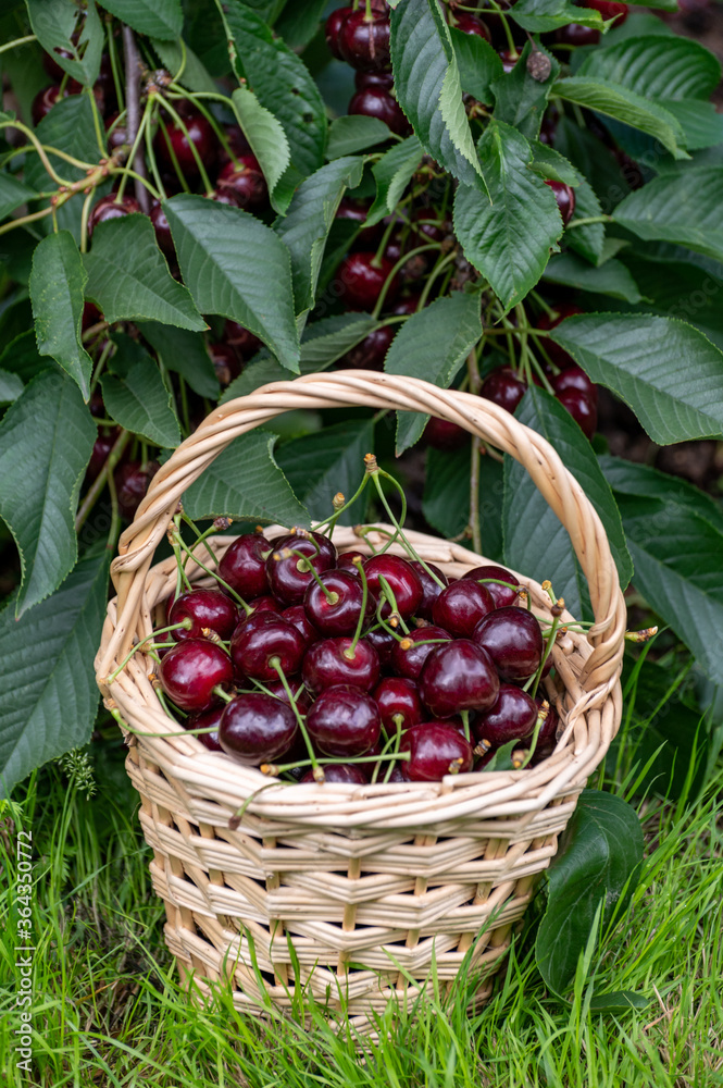 Basket with new harvest of big dark ripe cherries on cherry trees plantation in Netherland Basket with new harvest of big dark ripe cherries on cherry trees plantation in Netherland