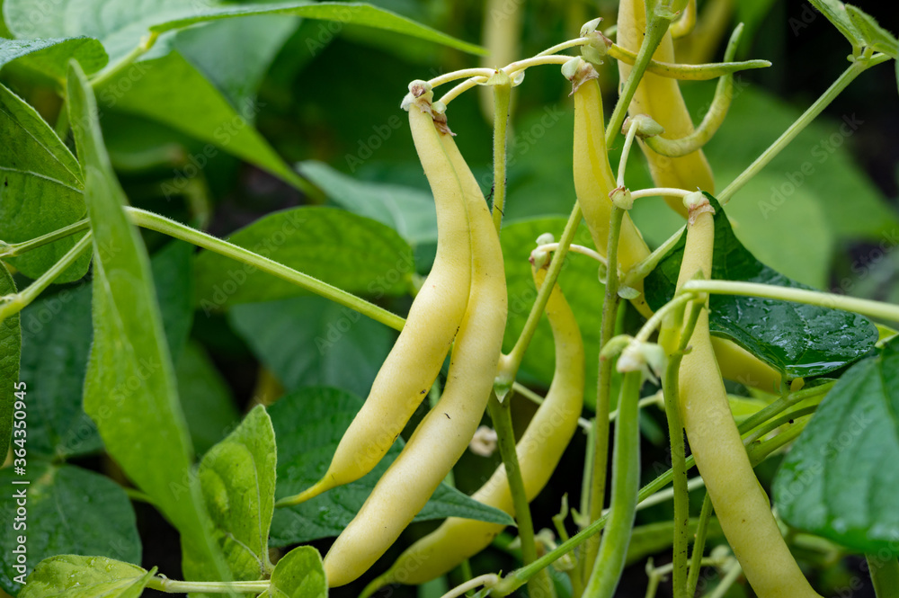 New harvest of organic yellow long wax beans