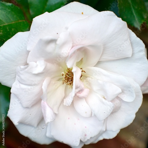 White garden flower