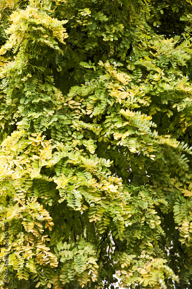 Fototapeta premium Close up on green leave on trees