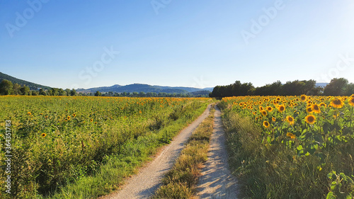 Typical Italian country lane between the sunflowers fields.