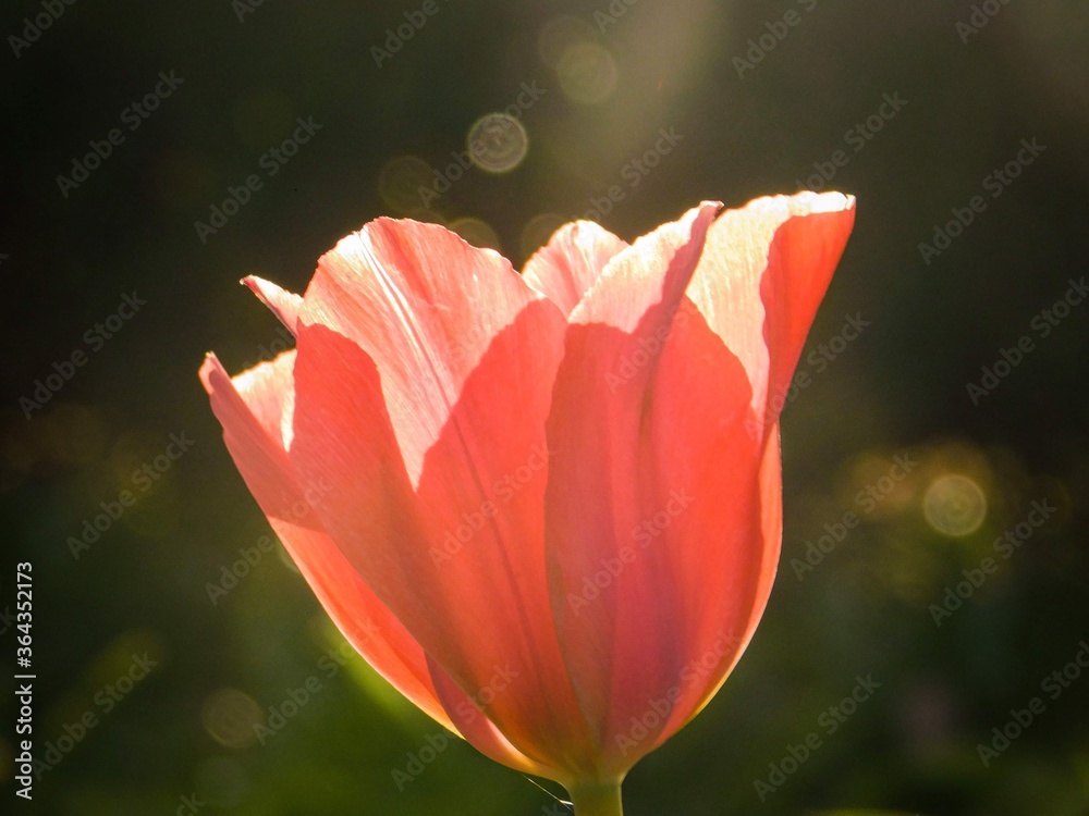Fototapeta premium Sunlit Tulip