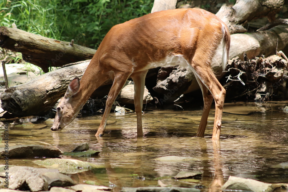 deer, deer drinking deer, deer drinking