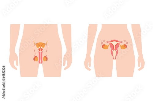 Reproductive system concept