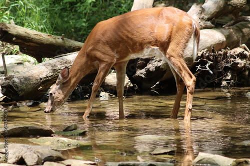 deer, deer drinking 