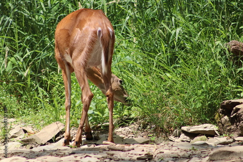deer in the grass, deer eating