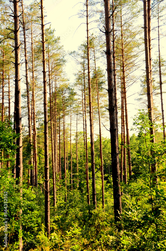 Naklejka premium autumn forest in the morning