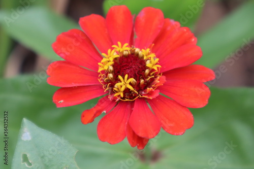 Flower, flowers, red flower