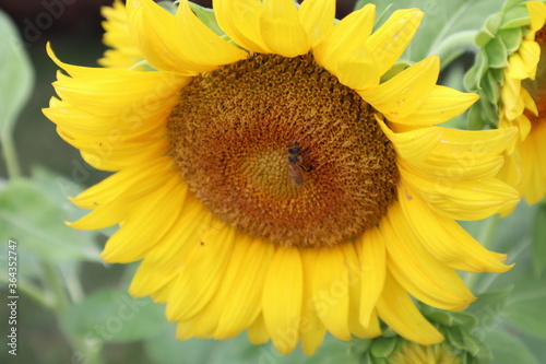 Sunflower, Bee
