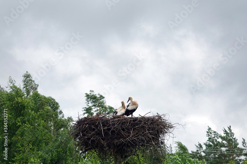 white storck nest with two birds. storcks in their nest