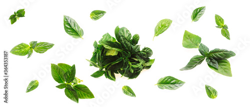green basil set of different leaves bundles on a white background isolate. copy space, close up,
