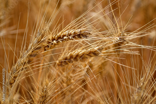 Wheat spikelets closeup on a cereal field.