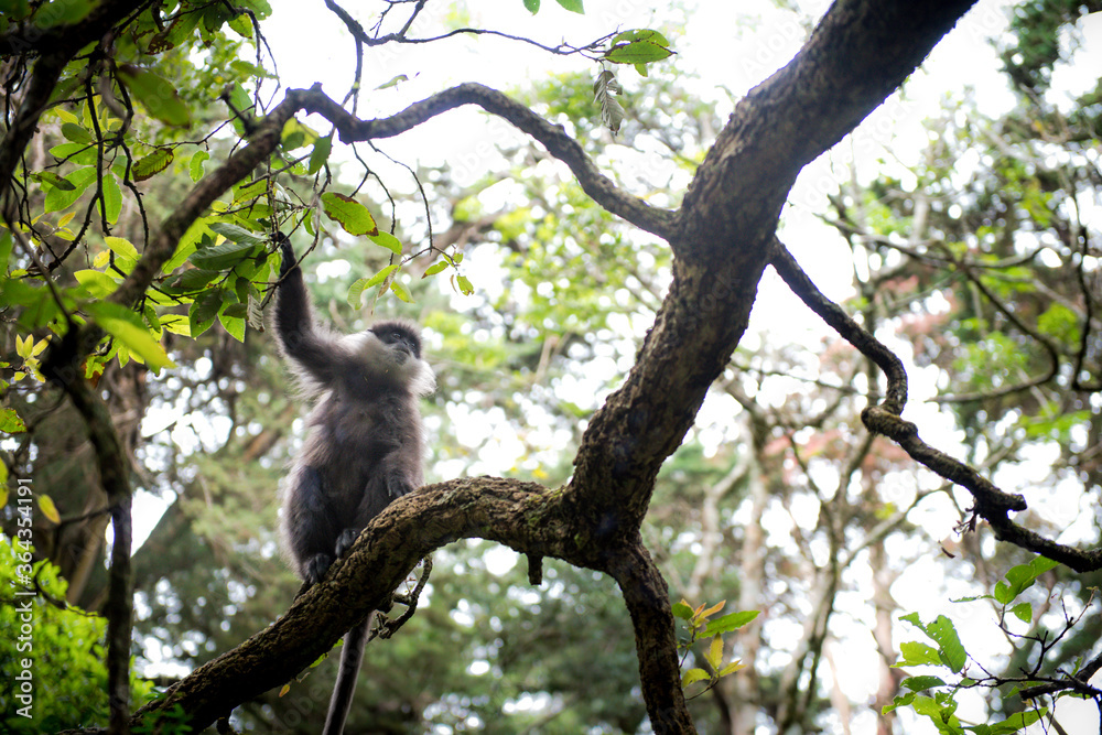 petit singe dans des arbres aux fleurs roses dans les montagnes du Sri Lanka petit singe dans des arbres aux fleurs roses dans les montagnes du Sri Lanka
