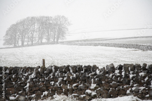 Snowcovered trees and field behind stone wall