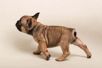 Leinwandbilder Französische Bulldogge Niedlicher Welpe der Französischen Bulldogge  © Hanna Aibetova