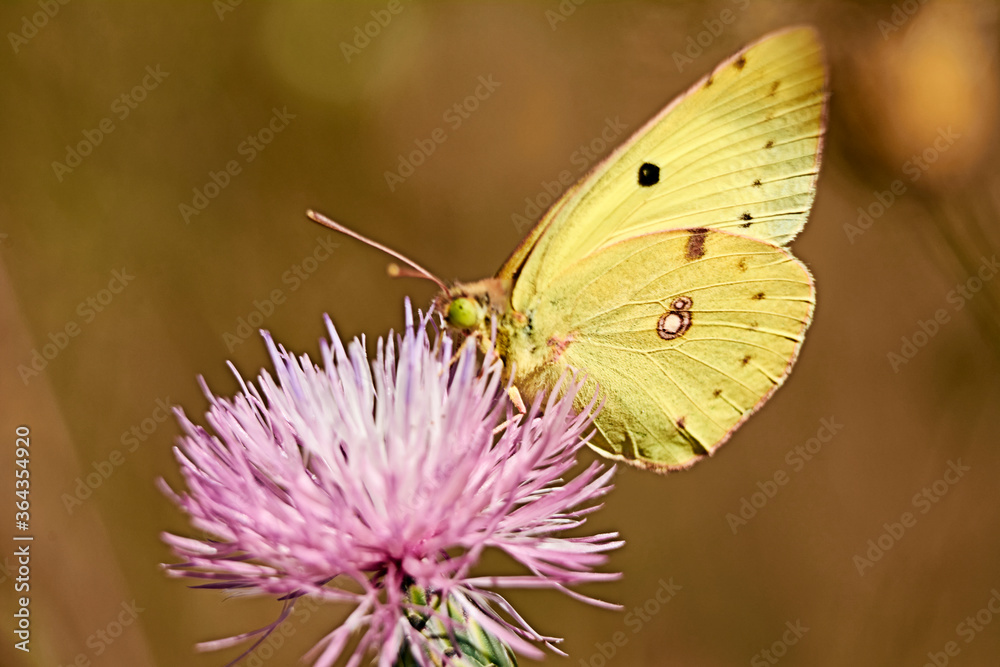 Greenish colored butterfly on a pink flower Greenish colored butterfly on a pink flower