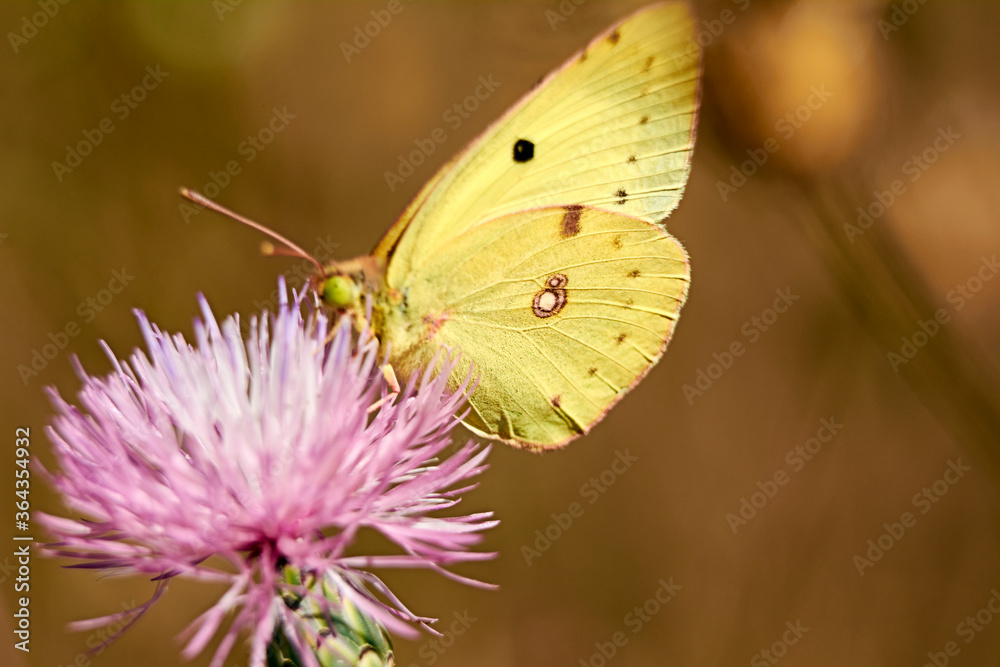 Greenish colored butterfly on a pink flower Greenish colored butterfly on a pink flower