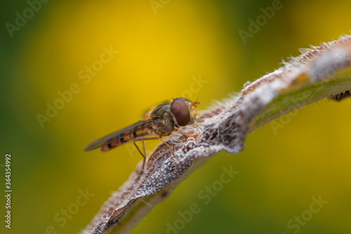 Hoverfly at rest on a flower