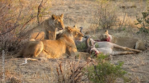 lions on fresh kudu kill photo