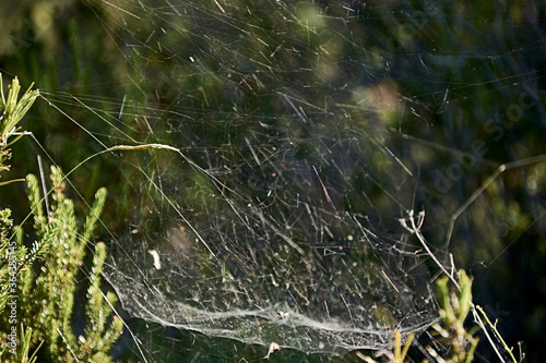 spider web among the vegetation