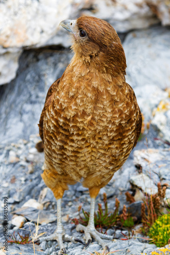 cinereous harrier in Tierra del Fuego, Argentina photo