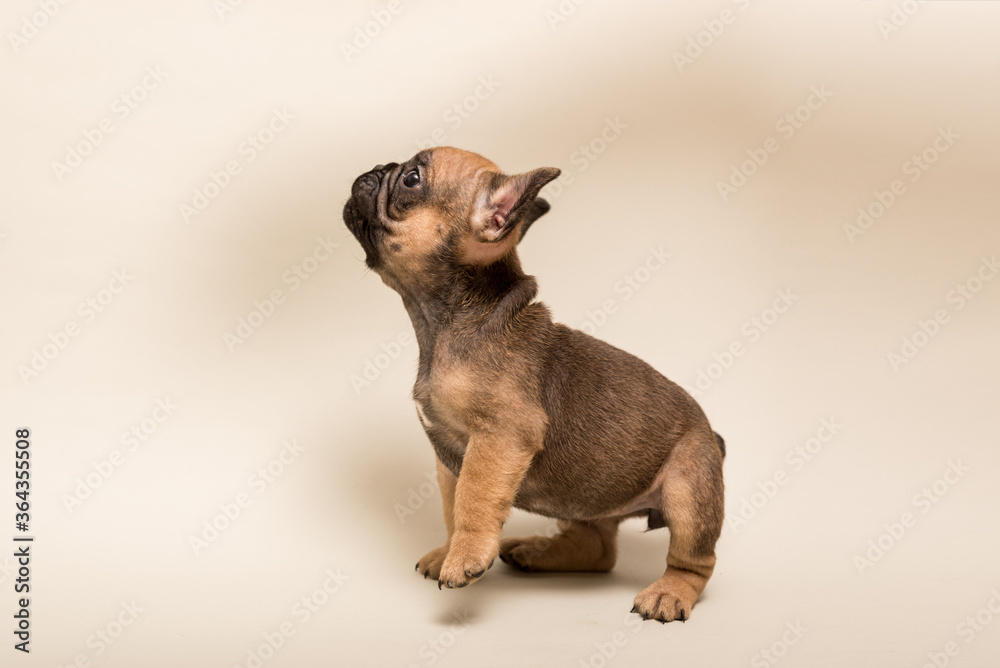 French Bulldog puppy. Cute little puppy.