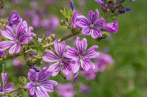 Close up of common mallow (malva sylvestris) flowers in bloom photo