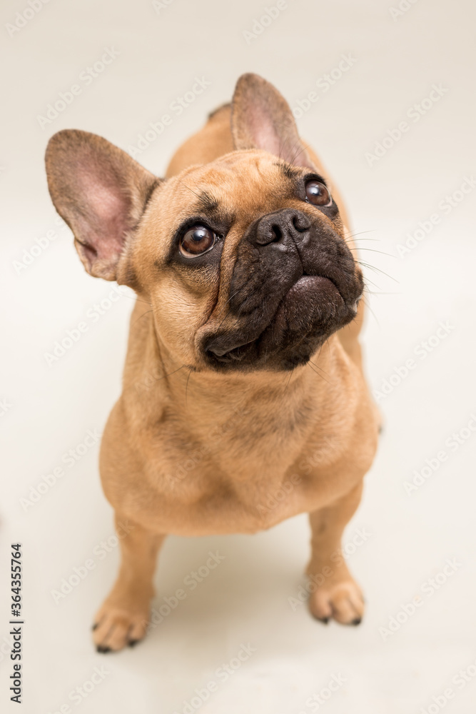 Adorable young French Bulldog. Close up portrait of a dog