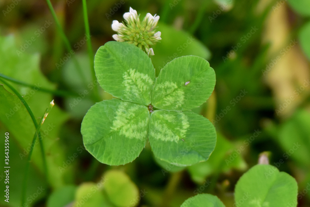 Four-leafed clover growing in the yard. Four-leafed clover growing in the yard.