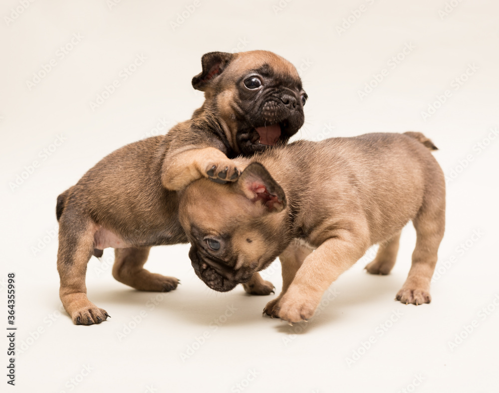 Obraz premium French Bulldog puppy. Cute little puppy.